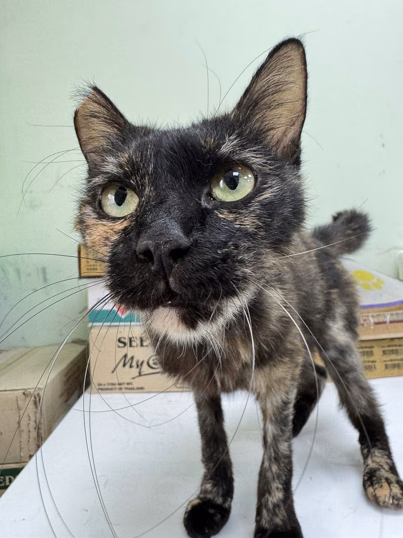 Adult female mixed-breed cat, Small, shelter no. …5001