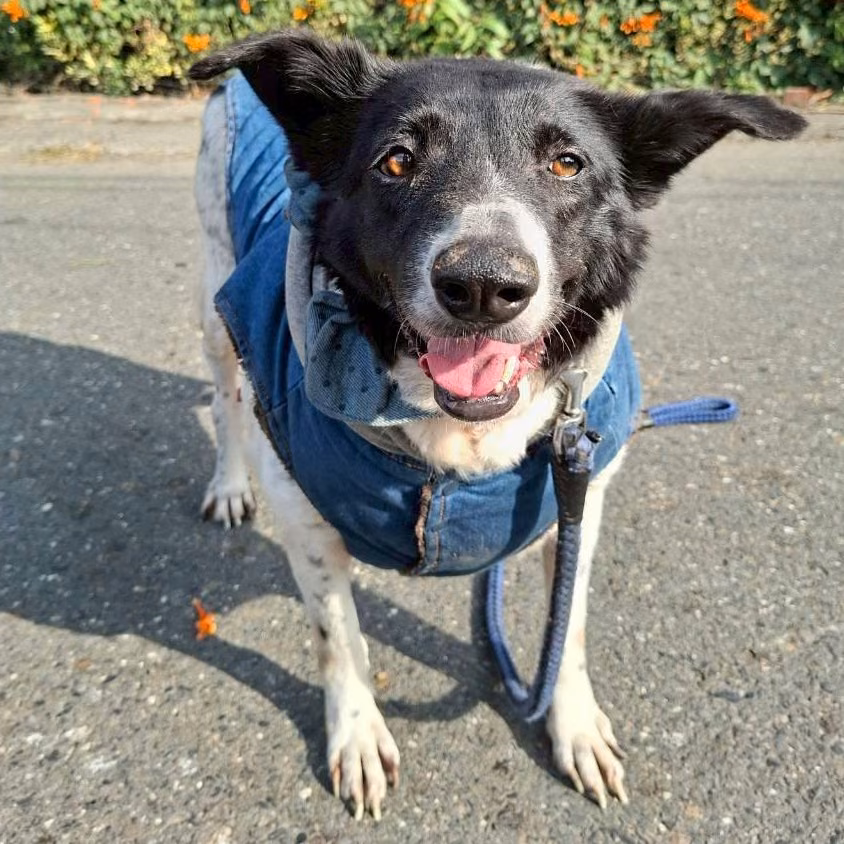 Black-and-white adult female mixed-breed dog, Large, shelter no. …5-02