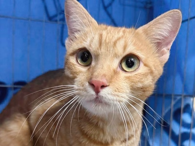 Orange tabby young male mixed-breed cat, Large, shelter no. …7005