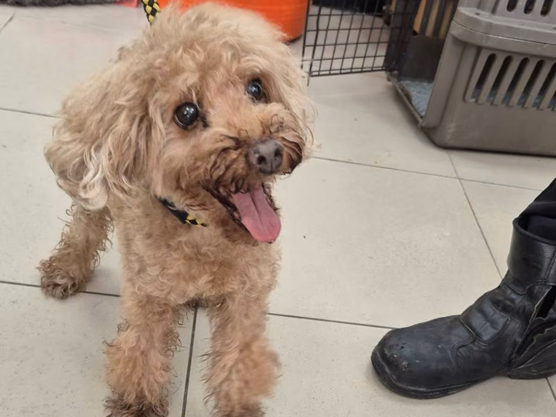 Brown adult male poodle, Small, shelter no. …7001