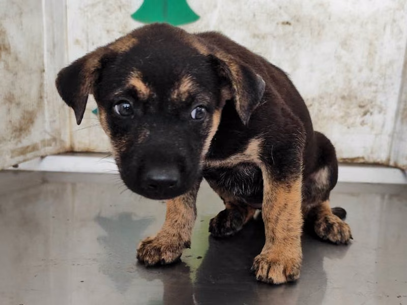 Black adult female mixed-breed dog, Large, shelter no. …1407
