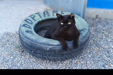 Huesitos, Adult · Male · European Shorthair