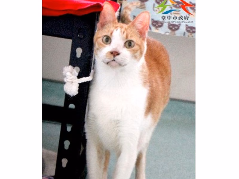 Orange-and-white adult male mixed-breed cat, Small, shelter no. …6008