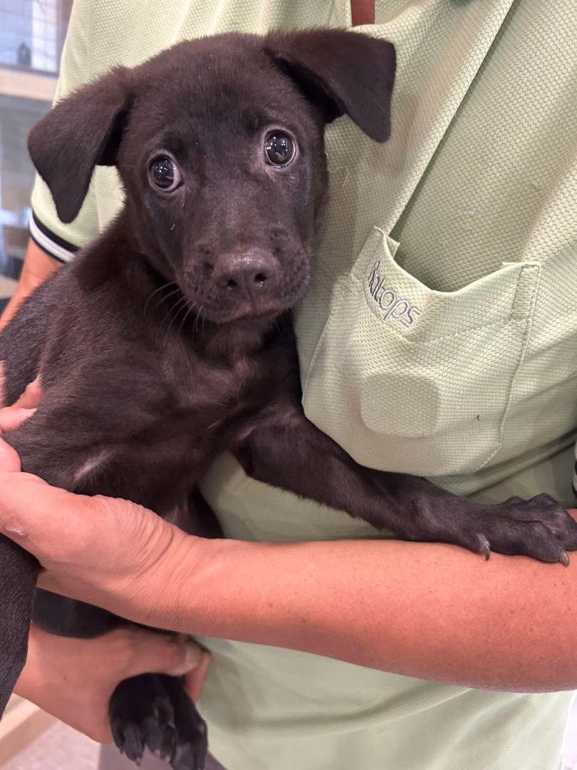 Black young male mixed-breed dog, Medium, shelter no. …0001
