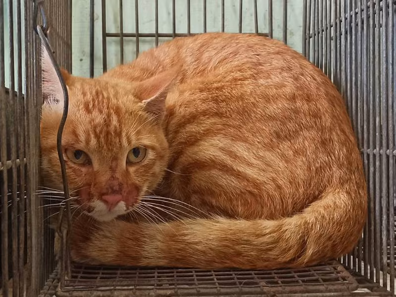 Orange tabby adult male mixed-breed cat, Small, shelter no. …0C01