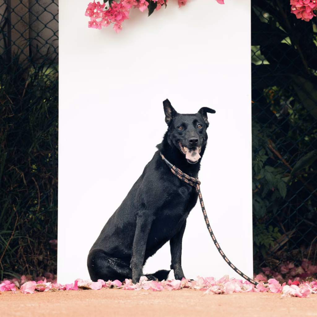 Black adult female mixed-breed dog, Medium, shelter no. …3101