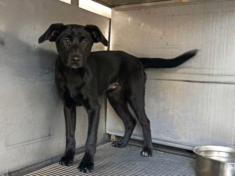 Perro mestizo macho joven (negro), Pequeño, refugio n.º …7D03