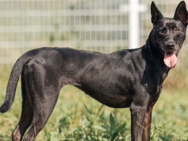 Black young female mixed-breed dog, Medium, shelter no. …0001