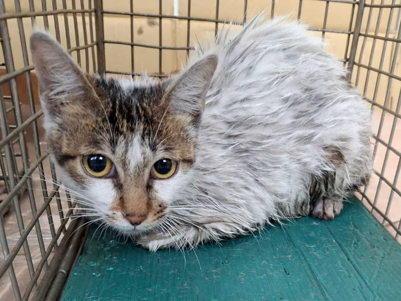 Tabby-and-white young female mixed-breed cat, Small, shelter no. …2306