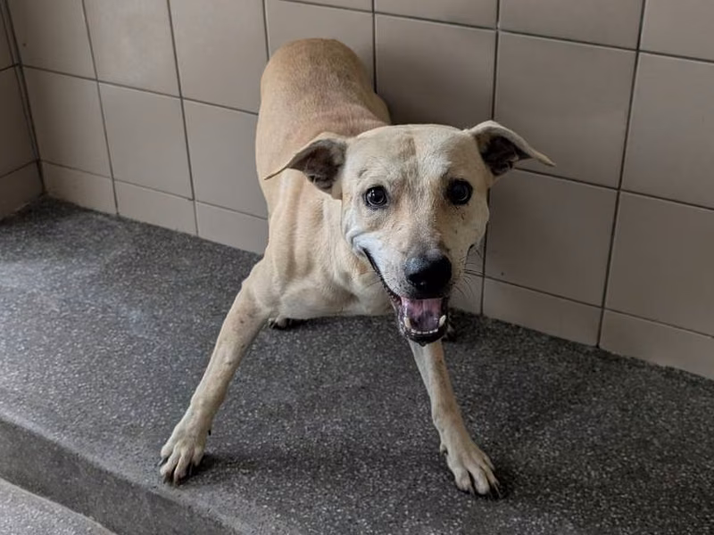 Tan adult male mixed-breed dog, Large, shelter no. …2703