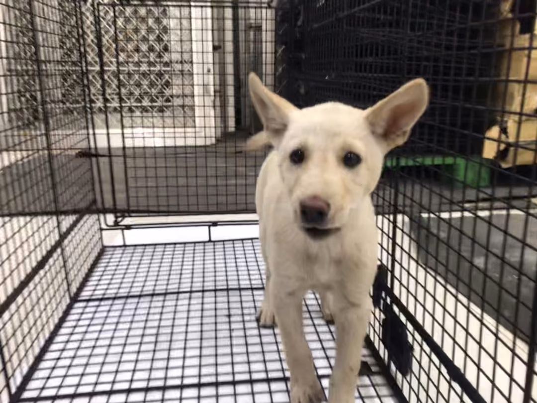 White young female mixed-breed dog, Small, shelter no. …1D01