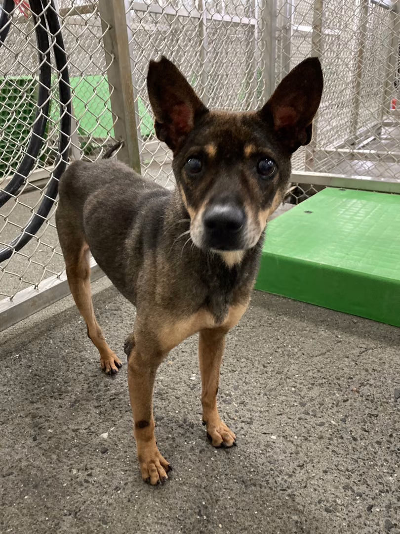 Black-and-gray adult male mixed-breed dog, Large, shelter no. …9001