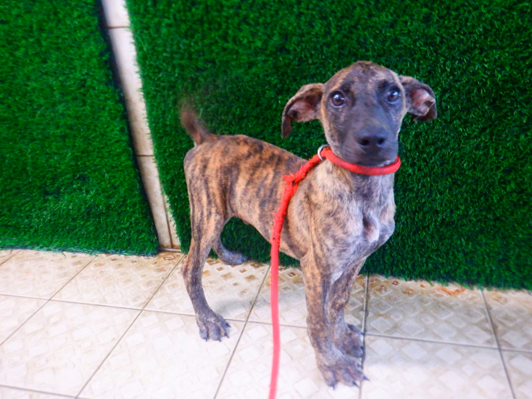 Tabby young male mixed-breed dog, Small, shelter no. …4865