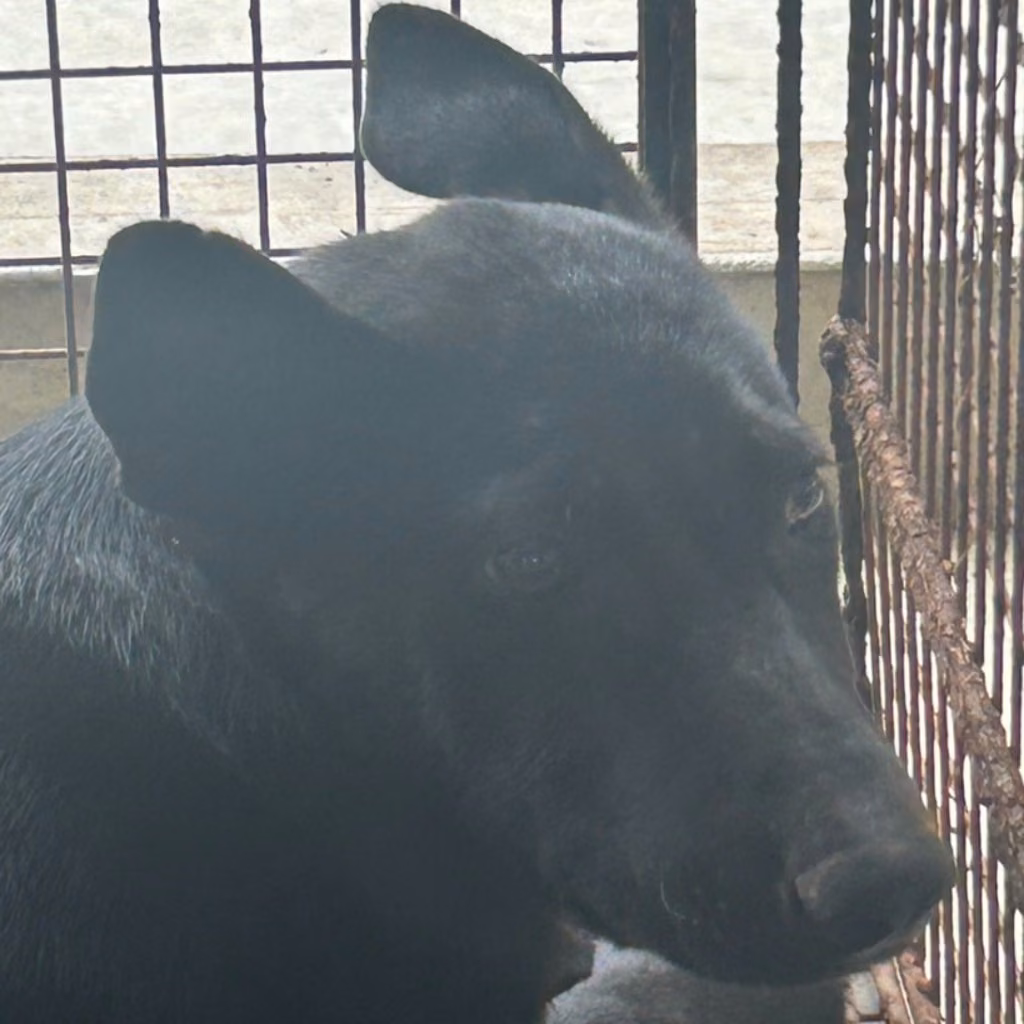 Black adult male mixed-breed dog, Large, shelter no. …1006