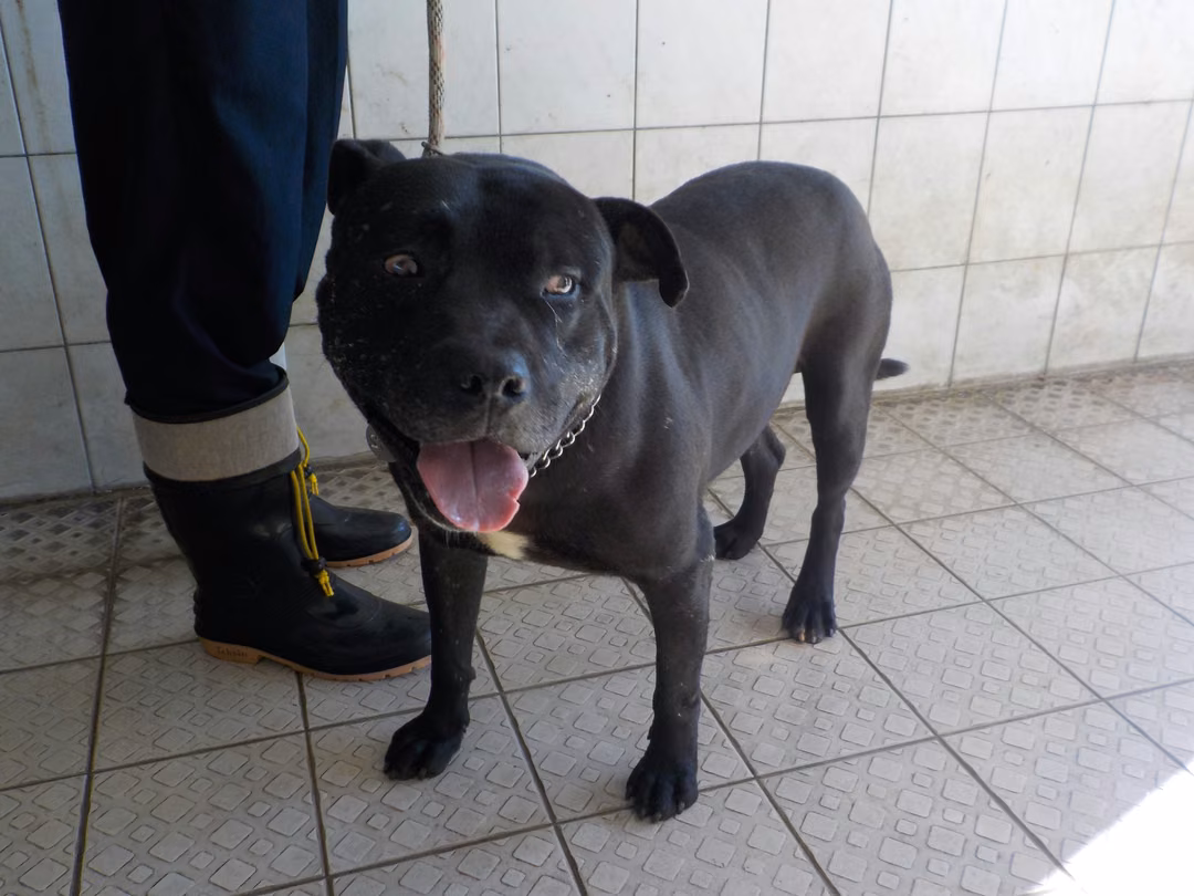 Black adult male mixed-breed dog, Medium, shelter no. …1702