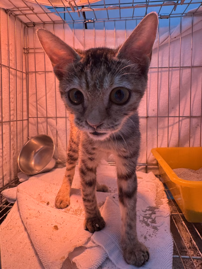 Tabby young female mixed-breed cat, Small, shelter no. …1001