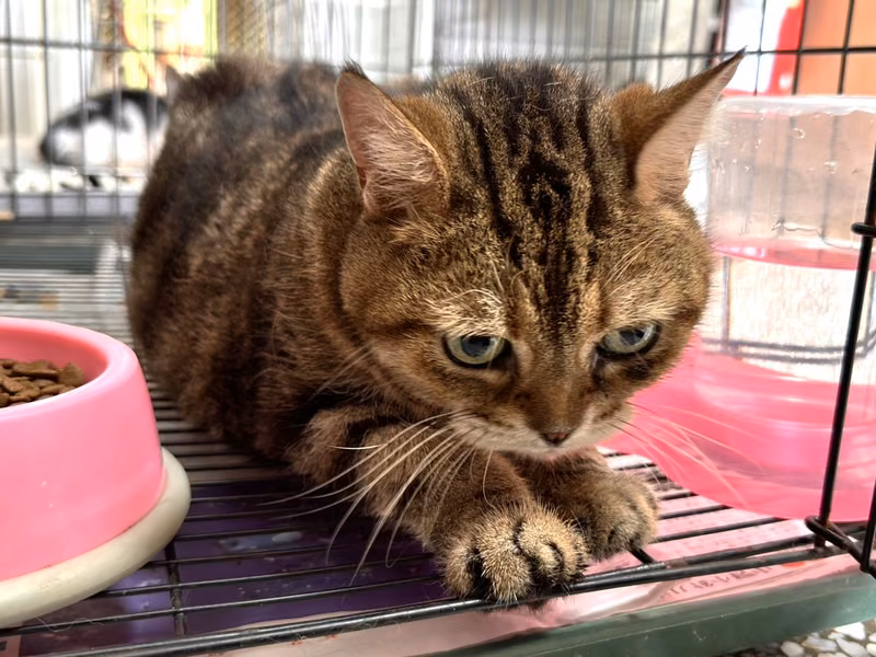 Tabby adult male American Shorthair, Large, shelter no. …17C4