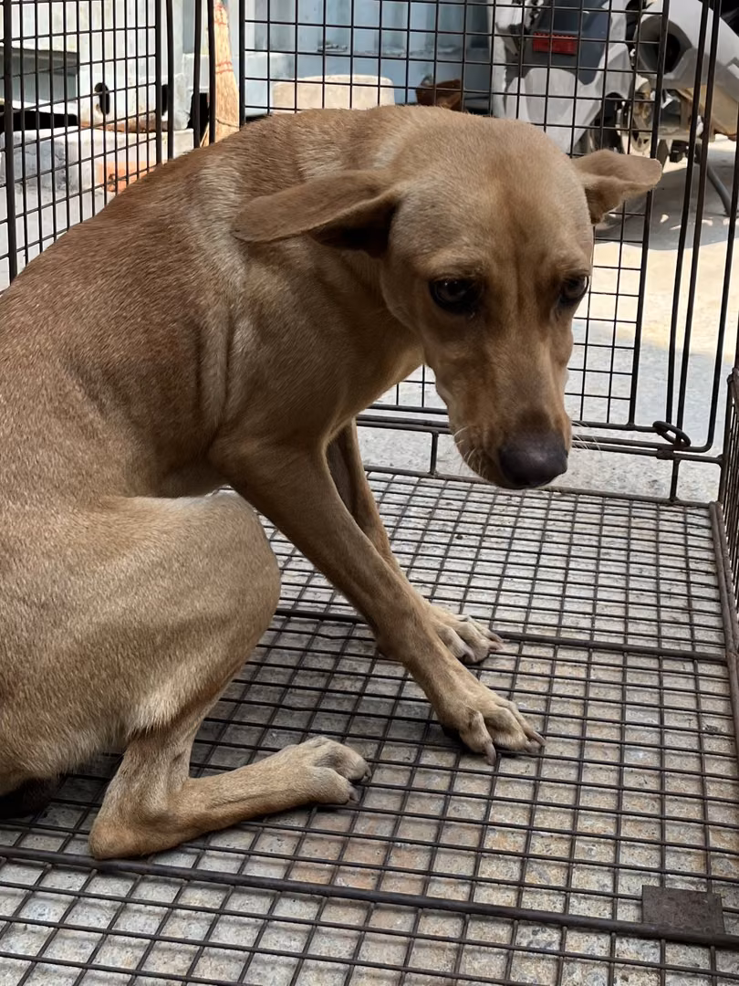 Tan adult female mixed-breed dog, Medium, shelter no. …4003