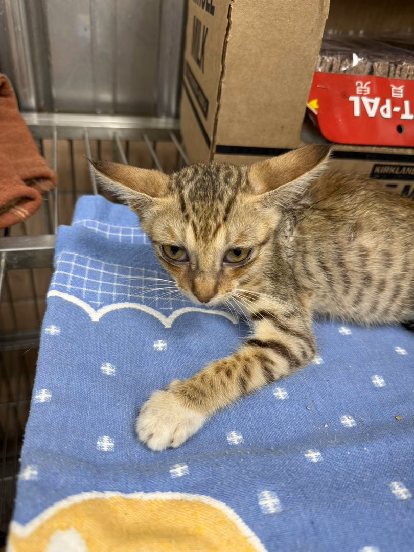 Tabby young mixed-breed cat, Small, shelter no. …3003