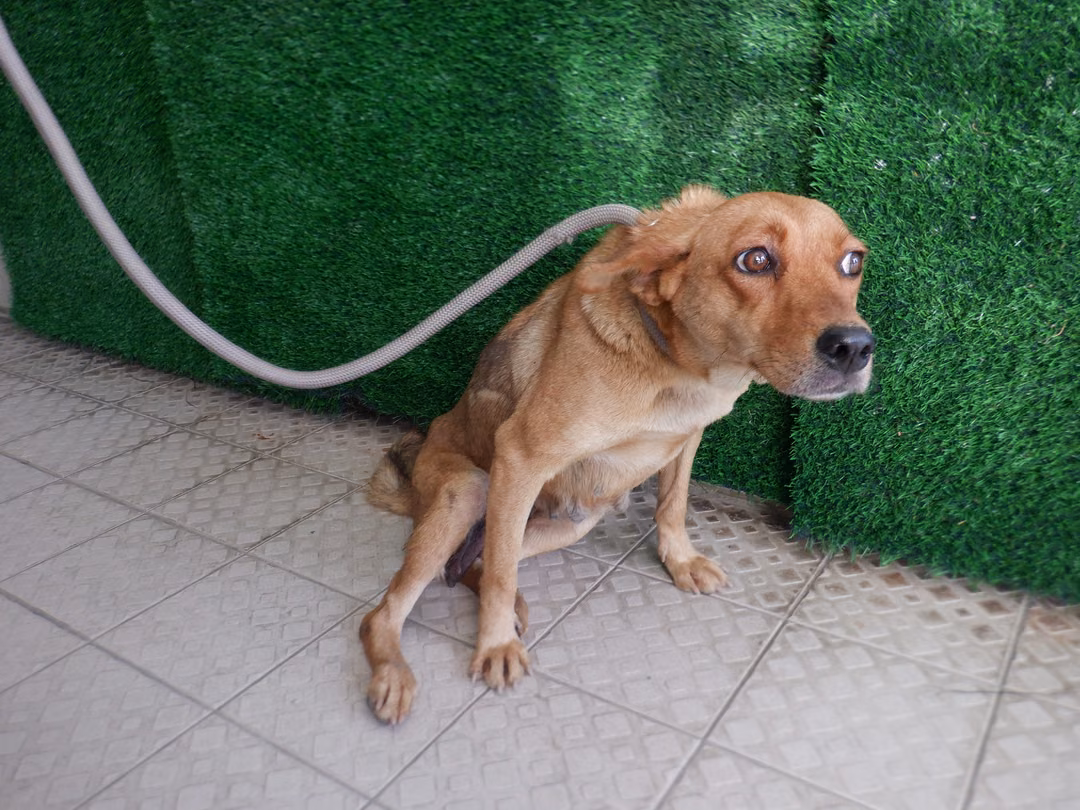 Tan adult female mixed-breed dog, Medium, shelter no. …1626