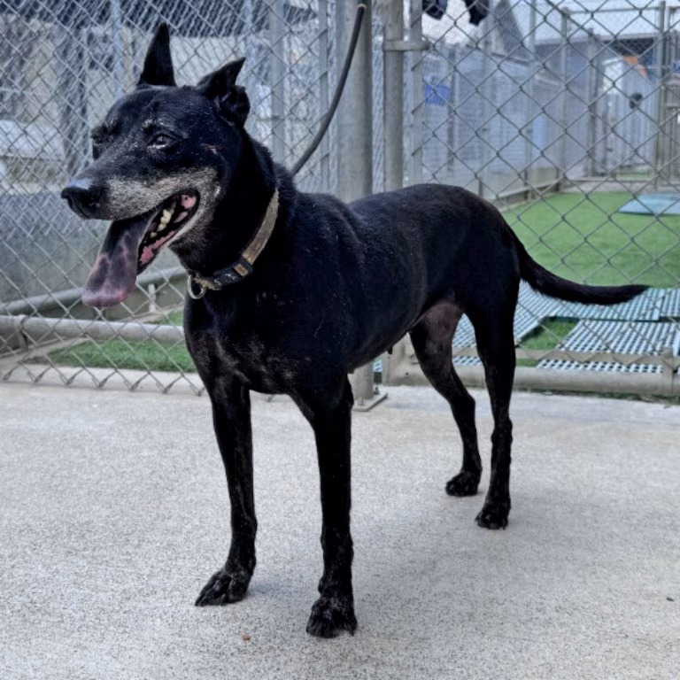Black adult female mixed-breed dog, Medium, shelter no. …2101