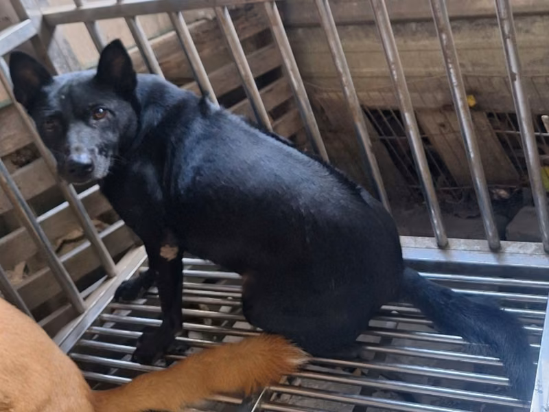 Black adult male mixed-breed dog, Large, shelter no. …001D