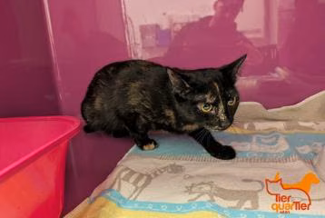 Black-and-brown young female European Shorthair, shelter no. …4445