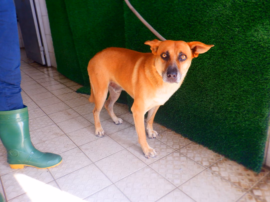 Tan adult male mixed-breed dog, Medium, shelter no. …9753