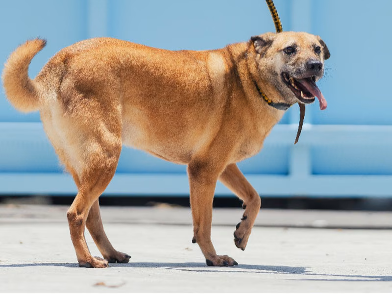 Black-and-tan adult male mixed-breed dog, Medium, shelter no. …6005