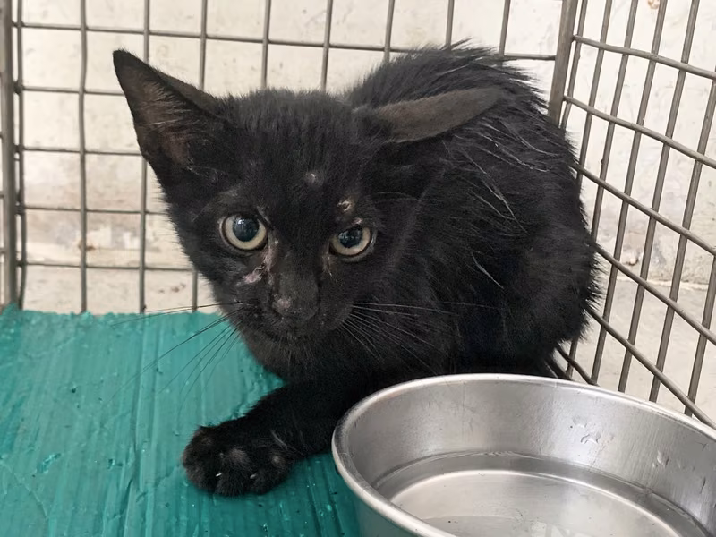 Black young male mixed-breed cat, Small, shelter no. …1701