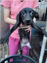 Black young female mixed-breed dog, Medium, shelter no. …6001