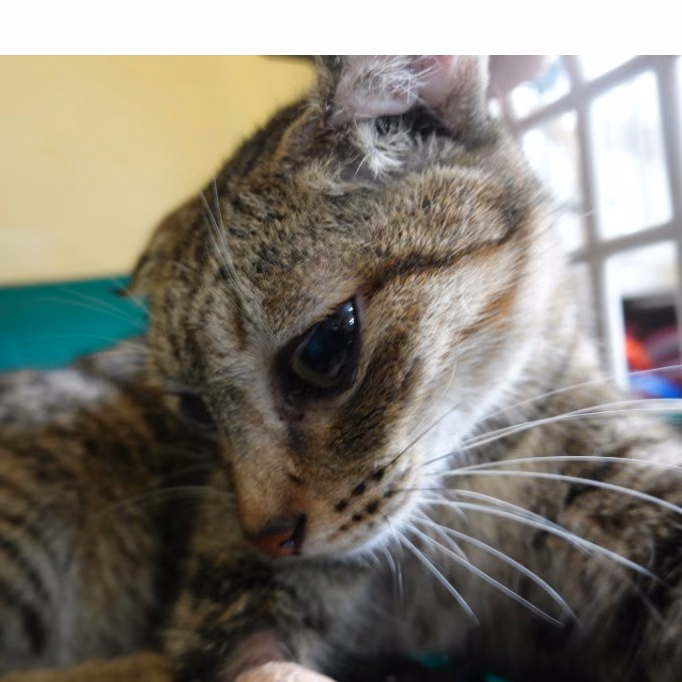 Black adult female mixed-breed cat, Medium, shelter no. …9-02