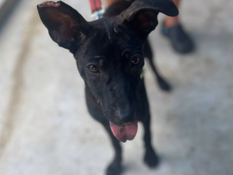Black tabby adult female mixed-breed dog, Medium, shelter no. …6038