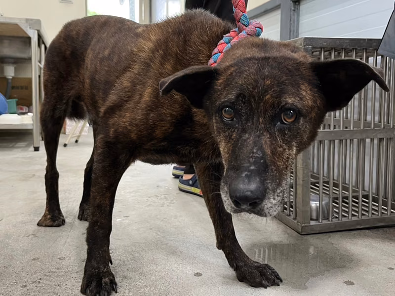 Tabby adult male mixed-breed dog, Medium, shelter no. …2603