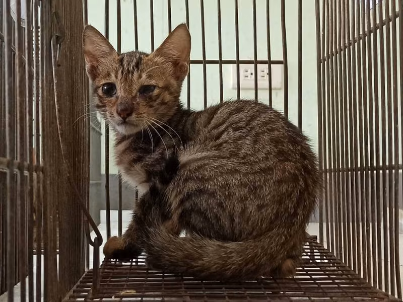 Young male mixed-breed cat, Small, shelter no. …5C02