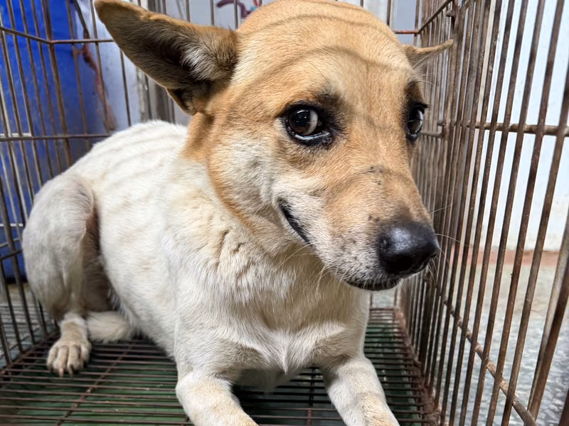 Tan-and-white adult male mixed-breed dog, Medium, shelter no. …6-05