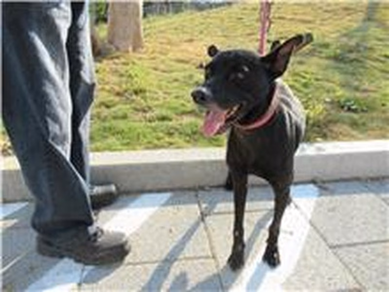 Black adult male mixed-breed dog, Medium, shelter no. …2010