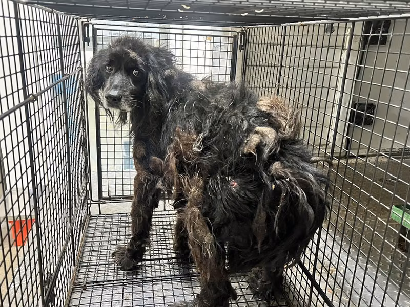 Black adult male mixed-breed dog, Medium, shelter no. …3002