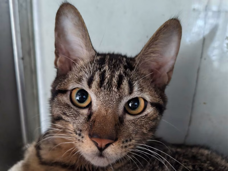 Black tabby adult male mixed-breed cat, Medium, shelter no. …7002