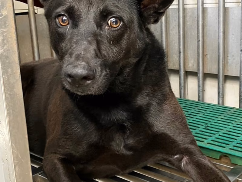 Black adult male mixed-breed dog, Large, shelter no. …1010