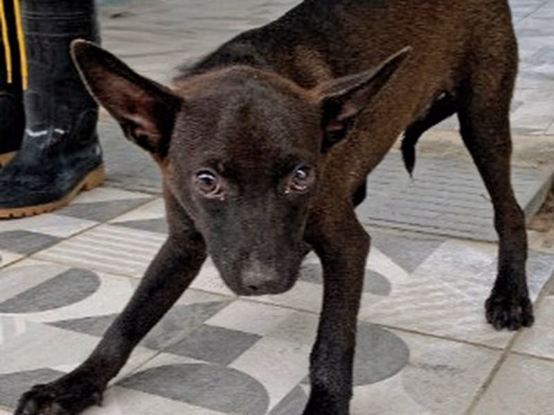 Black adult male mixed-breed dog, Large, shelter no. …7013