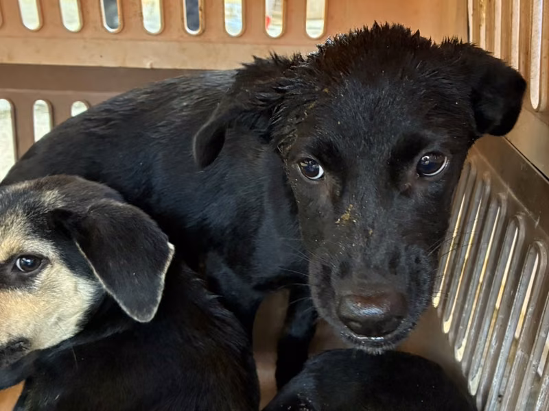 Black young male mixed-breed dog, Small, shelter no. …7005