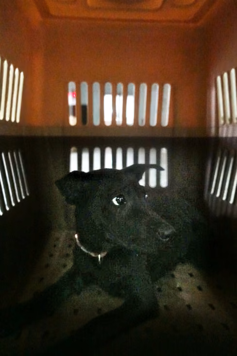Black young female mixed-breed dog, Medium, shelter no. …0386