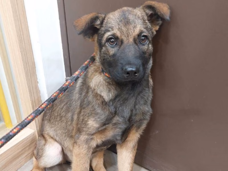 Black-and-tan young female mixed-breed dog, Medium, shelter no. …1002
