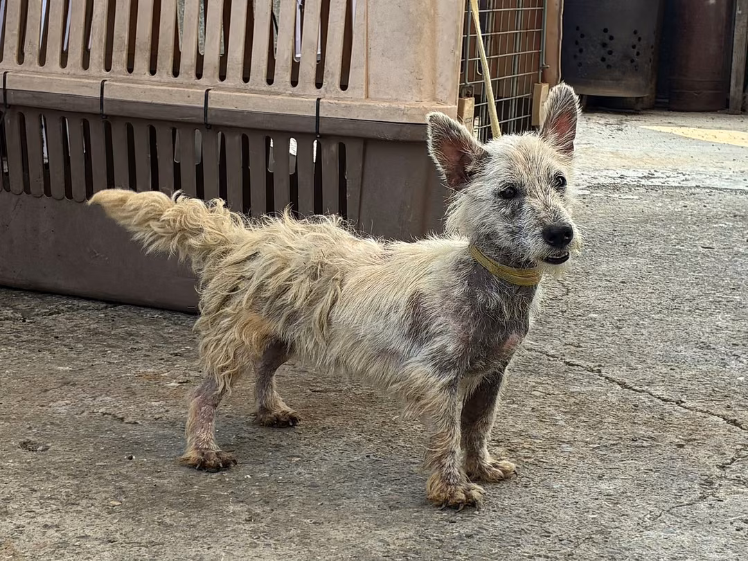 White adult male West Highland White Terrier, Small, shelter no. …4002
