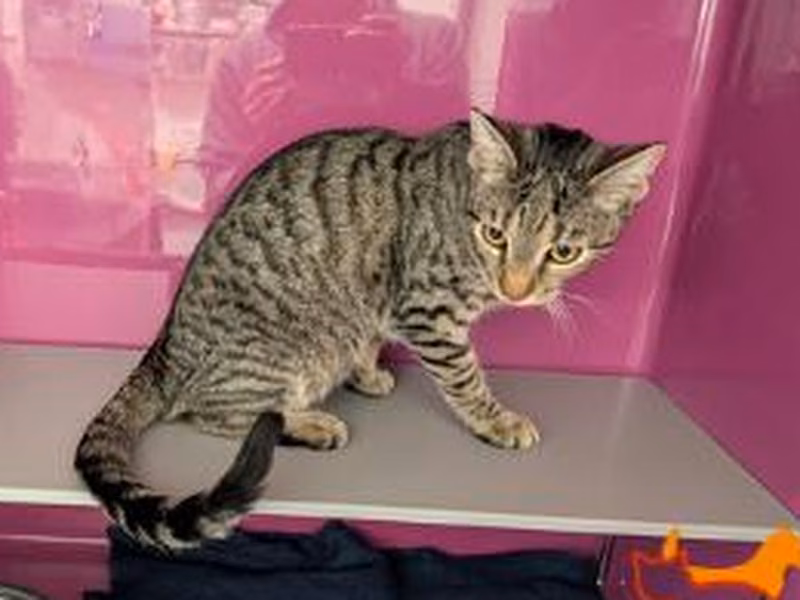 Brown tabby young female European Shorthair, shelter no. …4457