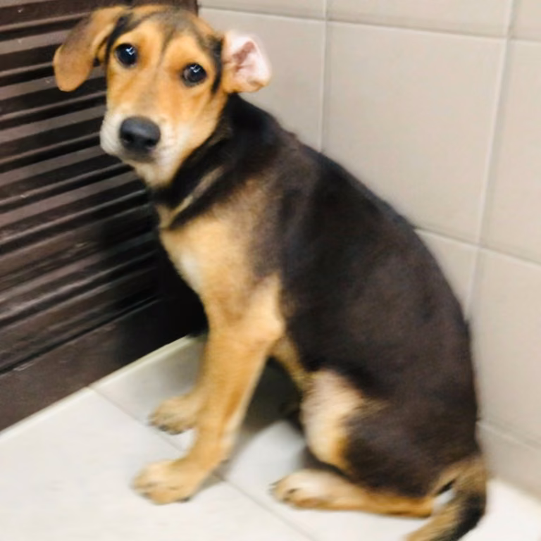 Brown young female mixed-breed dog, Medium, shelter no. …0604