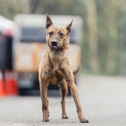 Tabby adult female mixed-breed dog, Medium, shelter no. …9001