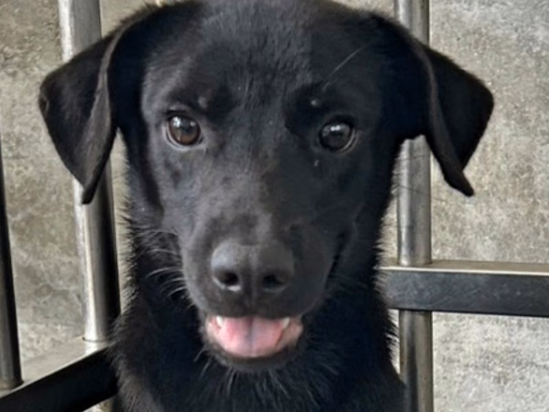 Black adult male mixed-breed dog, Medium, shelter no. …5009