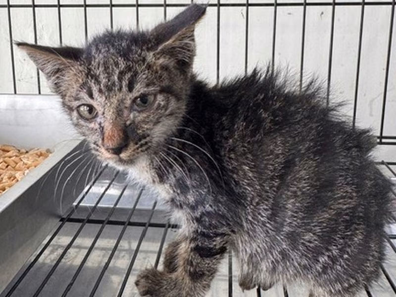 Pusang halo ang lahi (Bata, may guhit), Maliit, blg. ng shelter …4006